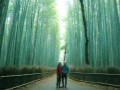 Bosque de Bambu en Arashiyama